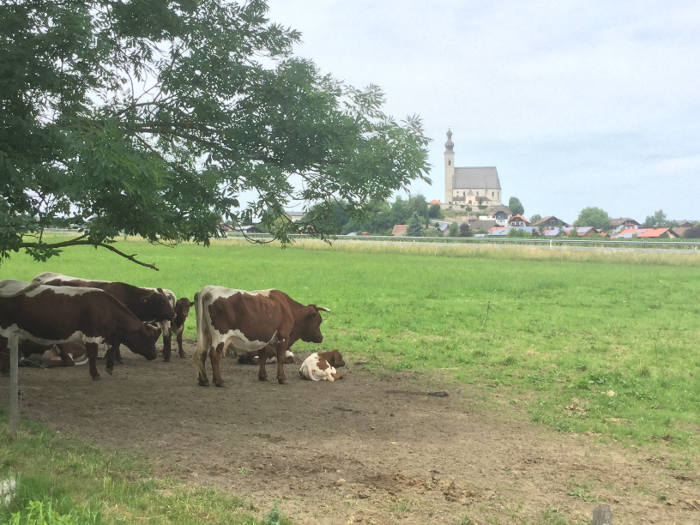 Anger in Bayern am Königssee-Bodensee-Radweg: Kühe und Kirche