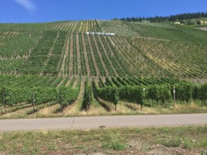 Weinberg Detzel Mosel Moselradweg