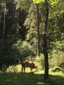 Kuh steht im Wald - vor Bad Kohlgrub