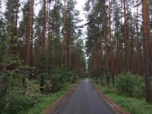 Spreewald in Spreenhagen am Spreeradweg!