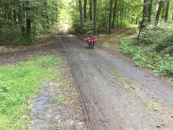 Wald zwischen Bad Schmiedeberg und Bad Düben.
