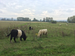 Rheinbüffelkühe in Ingelheim am Rhein - Rheinradweg