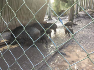 Schönbuch Saurucken Wildschweine - auf dem Hohenzollernradweg