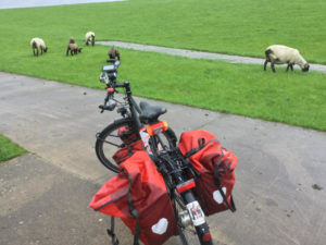 Kleinensiel Großensiel Schafe Fahrrad Weser Weserradweg Nordenham
