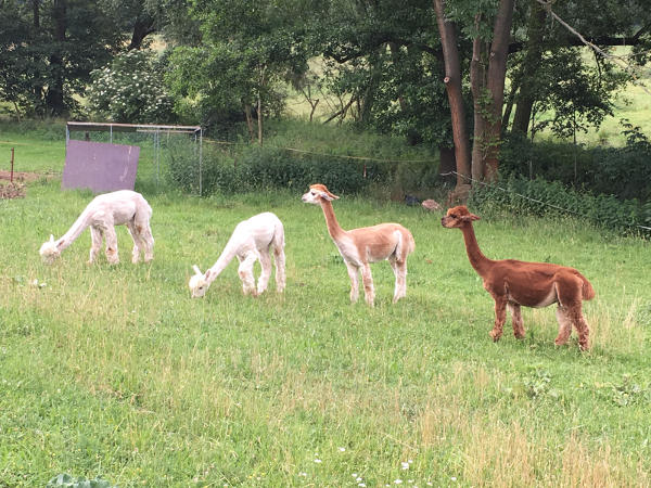 Collis Lamas Thüringer Städtekette - Radtour in Thüringen