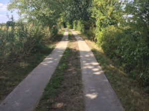 Hamburg-Kirchwerder - grün - schön - Fahrradweg - Elberadweg