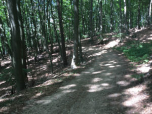 Lauenburg Schnakenbek Geesthacht - Wald - Schotterweg - Elberadweg