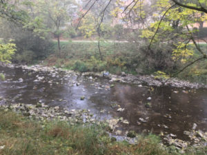 Dreisam bei Freiburg - Südschwarzwald-Radweg