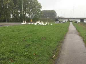 Schwäne direkt am Kanaal van Steenenhoek bei Gorinchem - Rheinradweg - Waalradweg