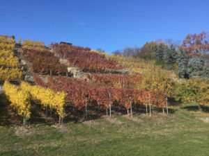 Ingersheim - Weinberge - Stromberg-Murrtal-Radweg