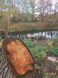 Murr an der Murr - Murrtalradweg - Baumstamm