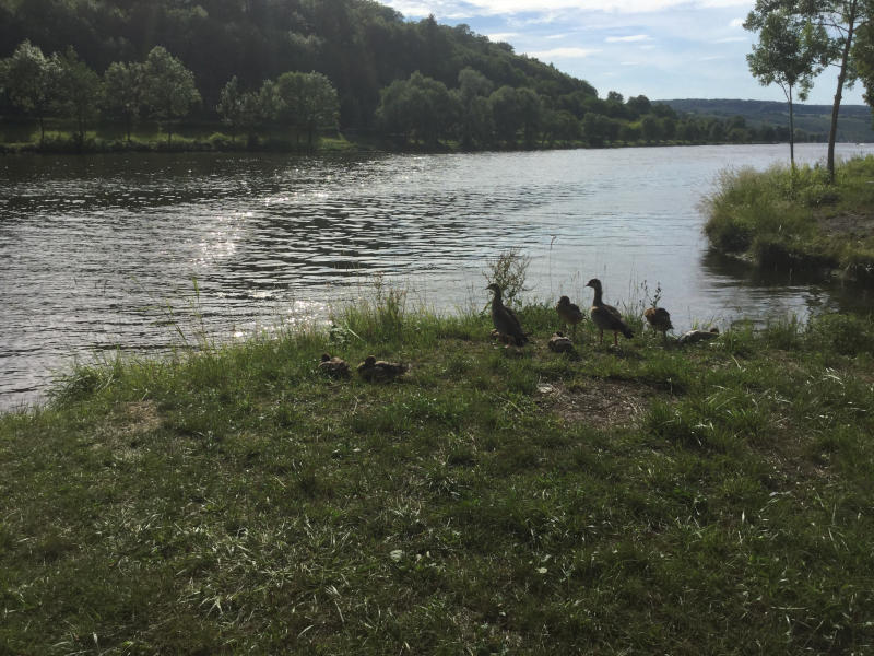 Enten in Palzem - Unterkunft in Palzem oder Campingplatz in Palzem finden