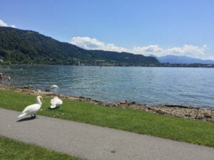 Fahrt Lindau - Bregenz - Bodensee-Radweg mit Schwänen