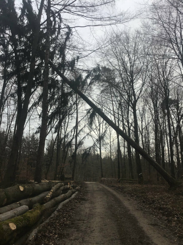 Baum Sturm beim Rudolfsberg - Hohenlohe-Ostalb-Radweg