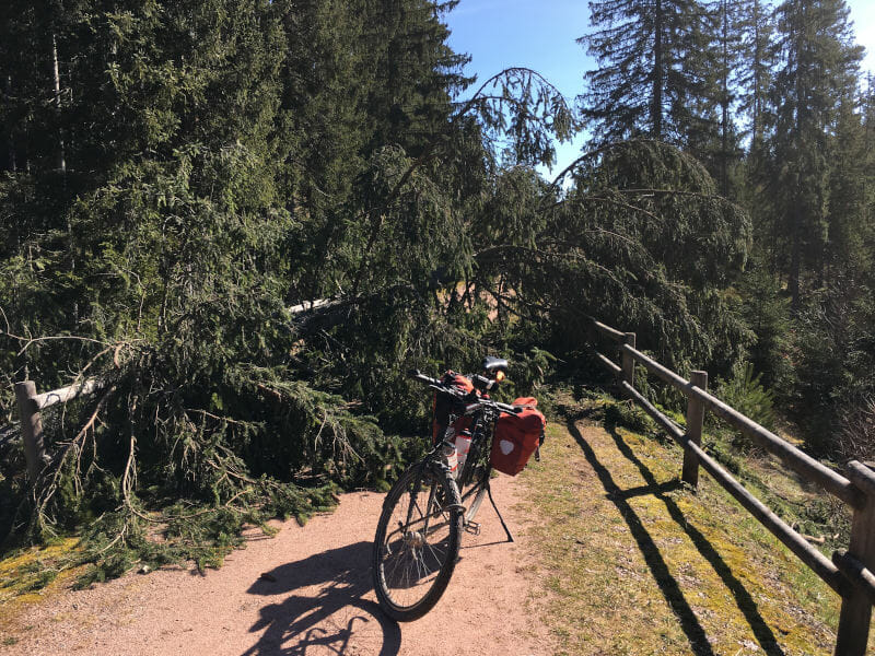 Baum auf Radweg vom Bahnhof Kappel nach Lenzkirch