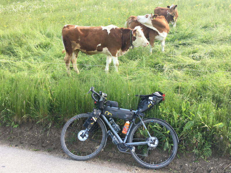 Fischbachau Kühe - Bodensee-Königssee-Radweg