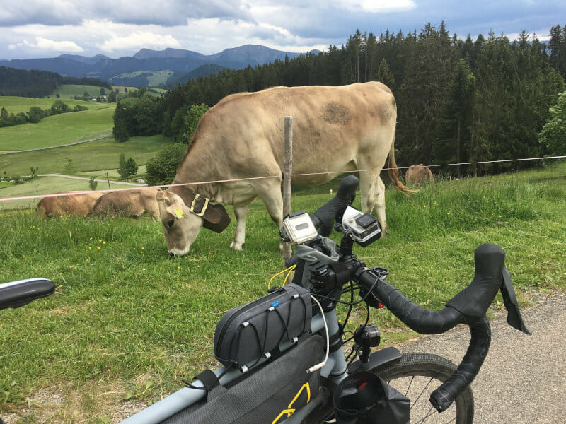 Kuh und Fahrrad in Stiefenhofen am Bodensee-Königssee-Radweg