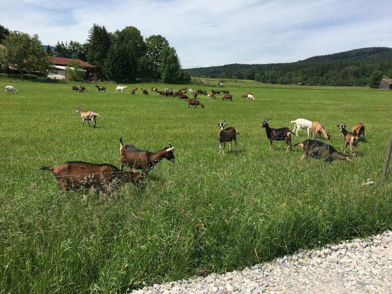 Ziegen bei Piding am Bodensee-Königssee-Radweg