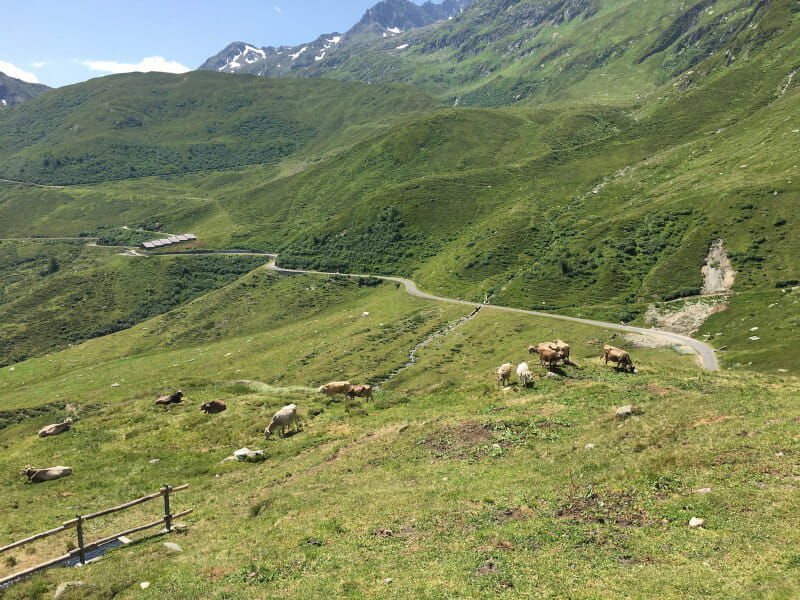 Abfahrt mit Kühen zwischen Oberalppass und Tavetsch am Rhein