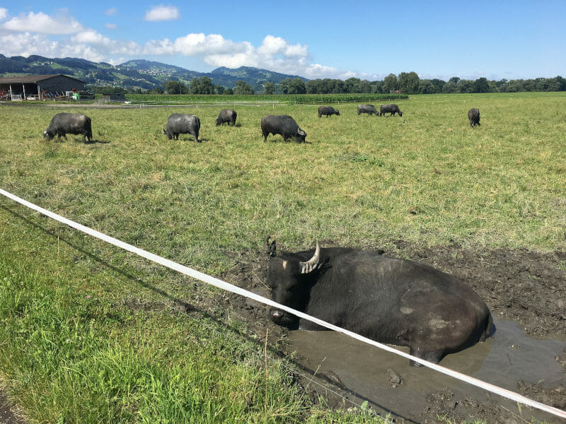 Kühe im Schlamm bei Höchst am Rheindelta - Bodensee