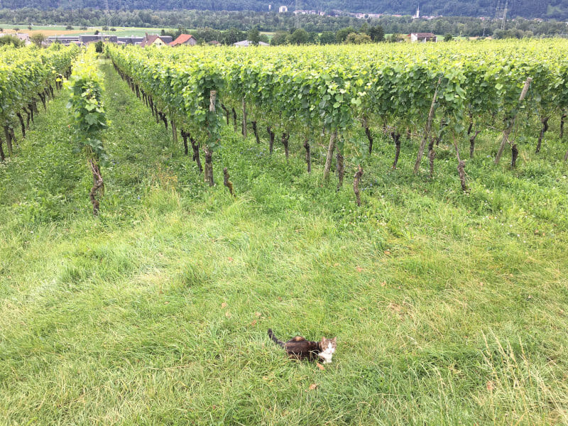 Katze in Maienfeld vorm Weinberg - Rheinradweg - Schweiz