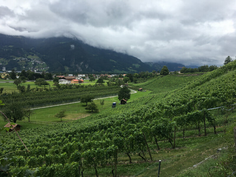 Weinberge bei Malans am Rheinradweg Schweiz