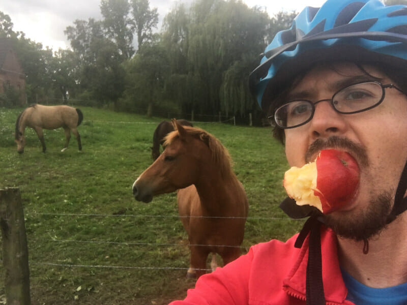 Pferd in Theddinghausen - Weserradweg