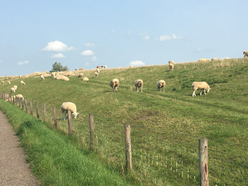 Schafe entlang der Weser - vor Rodenkirchen