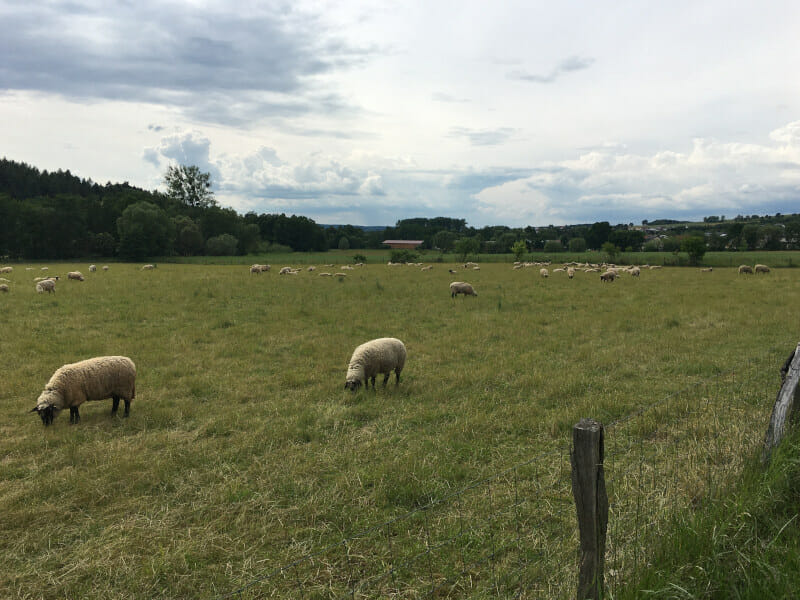 Schafe bei Lütter auf dem Fuldaradweg