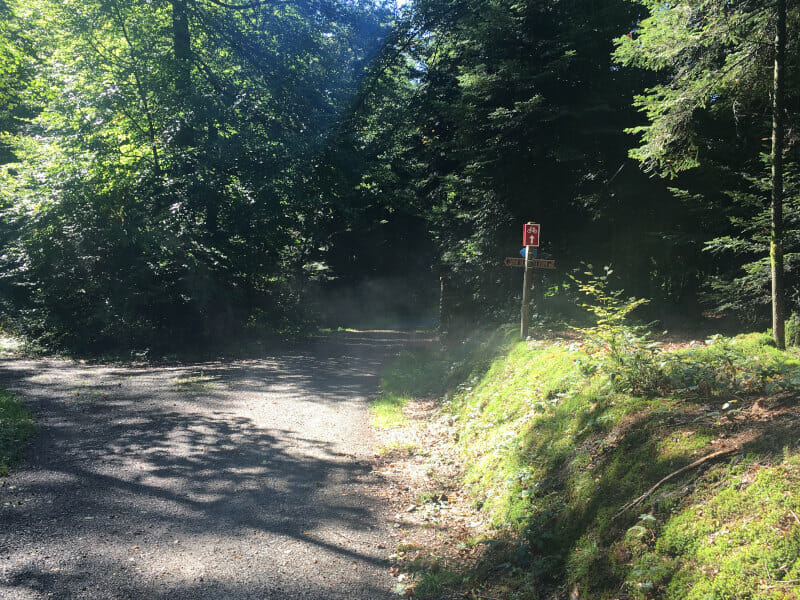 Wald in Tuggen - Umrundung Zürichsee
