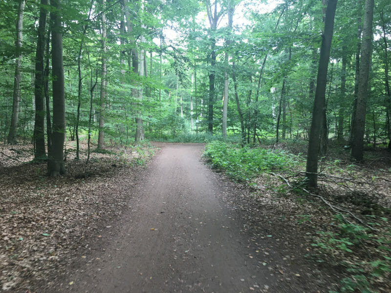 Wald zwischen Lüneburg und Adendorf - Alte Salzstraße