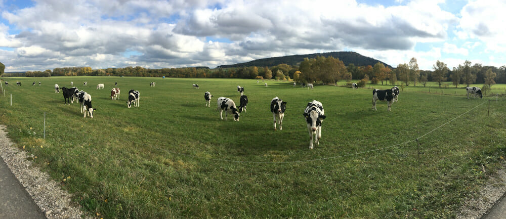 Kühe in Dörnfeld am Ilmtalradweg.