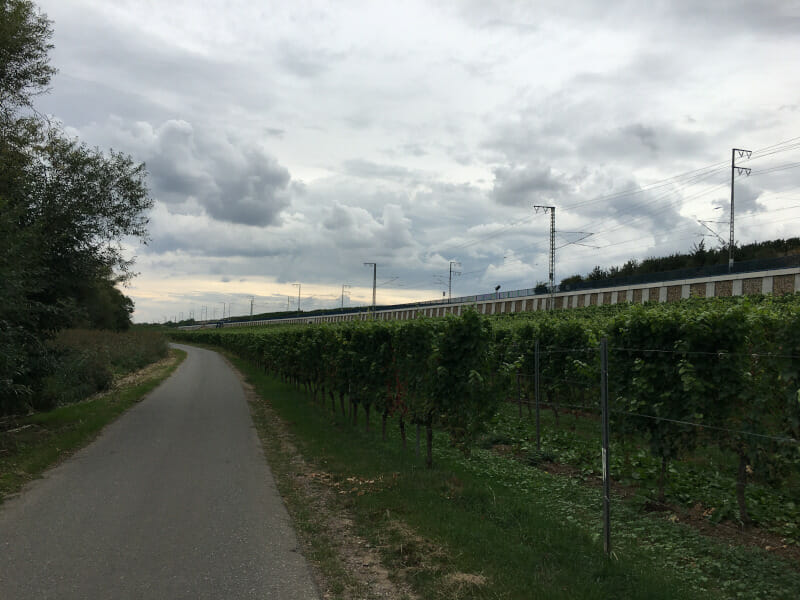 Weinhänge bei Hochheim am Main.
