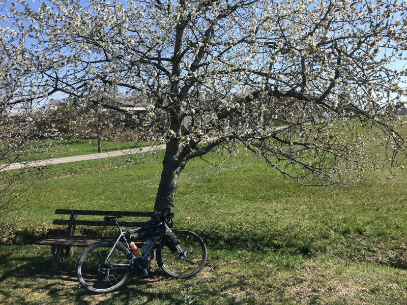 Ittersbach mit Frühlingsbaum und Gravelbike beim Schwarzwald-Radweg
