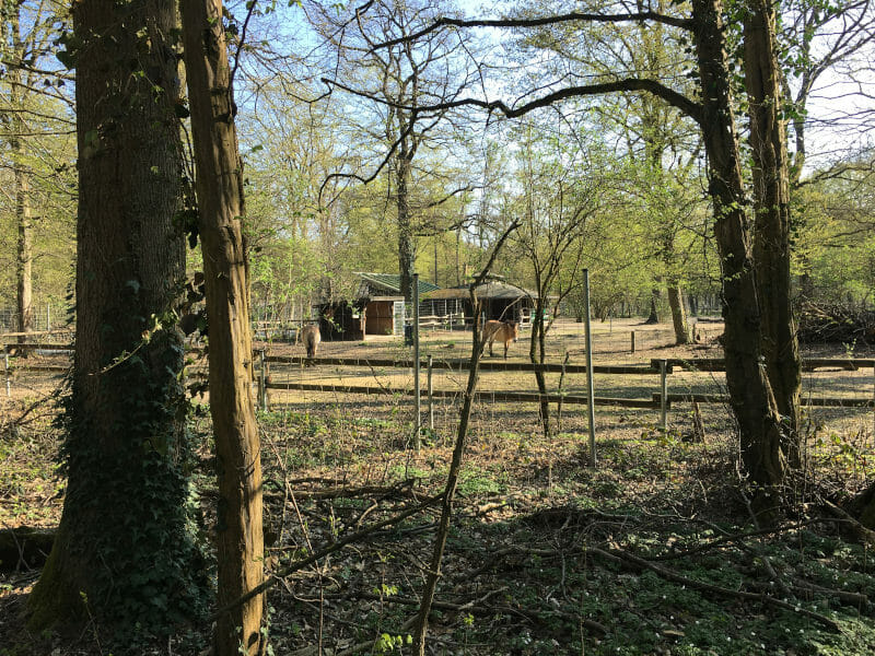 Karlsruher Stadtwald - Oberwald mit Tierpark - Start Schwarzwald-Radweg
