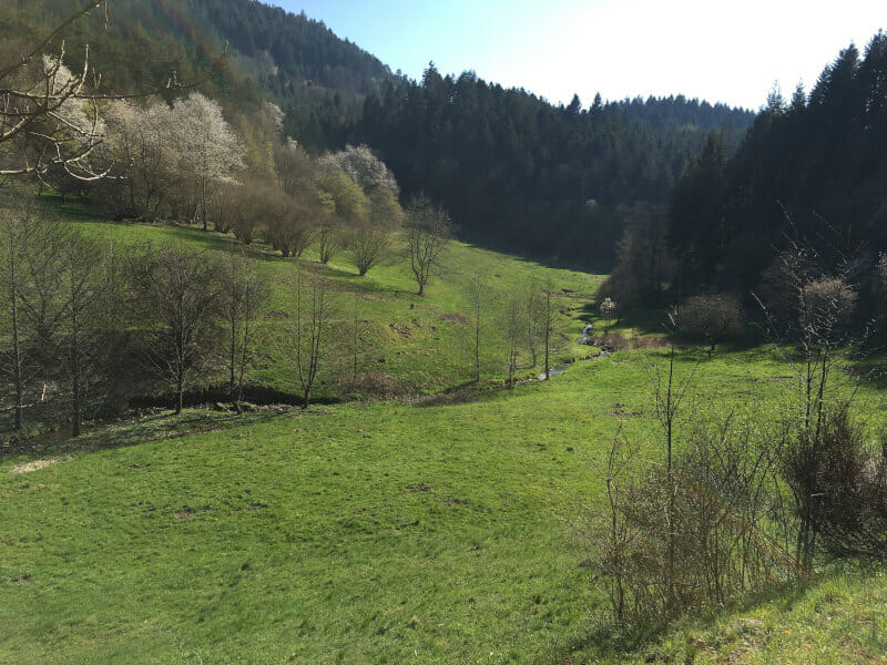 Wunderschönes Tal durch Igelbach - Zwischen Loffenau und Gernsbach