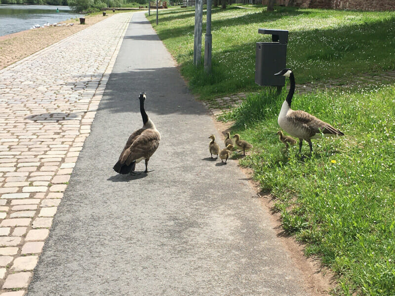 Enten bei Wörth am Main am Limeseradweg