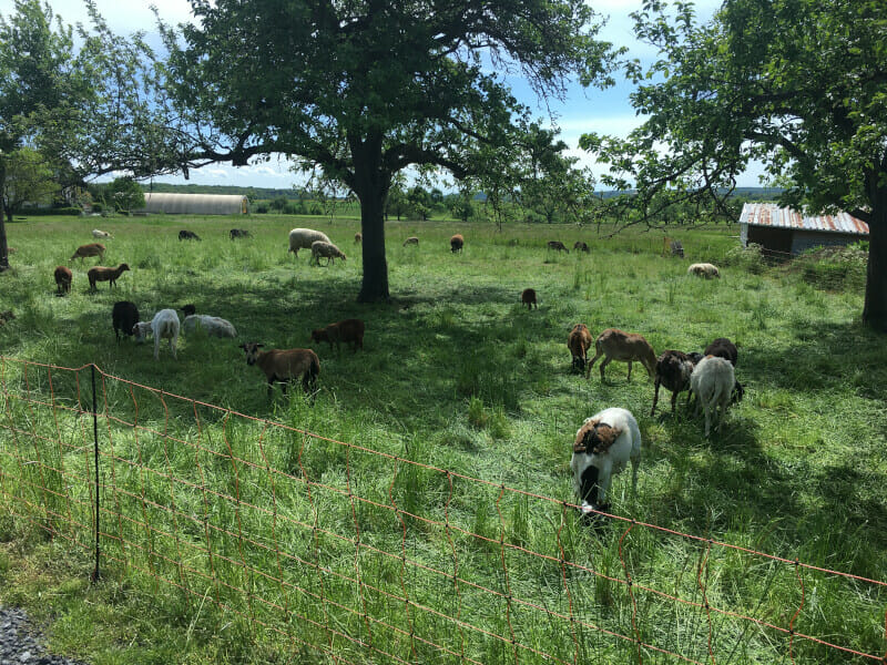 Ziegen hinter Dorf-Güll bei Pohlheim - Radtour Hessen