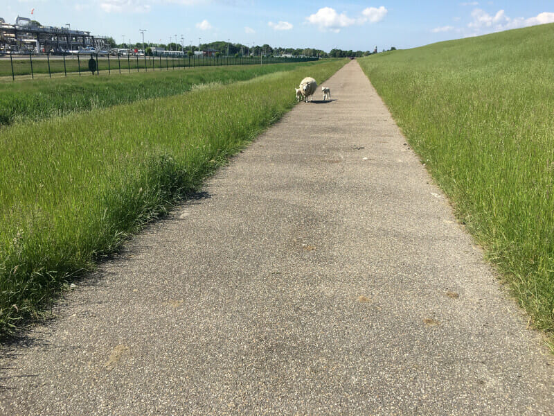 Deichschafe, die einem auf dem Radweg entgegenkommen.