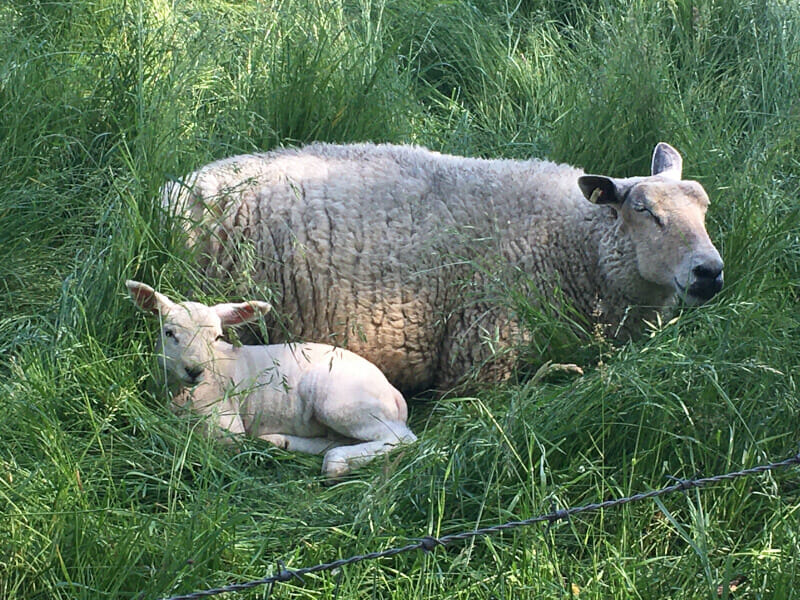 Süßes Schaf am Deich - am Emsradweg.
