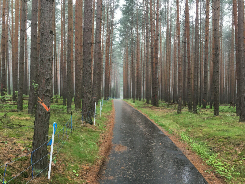 Regen im Wald bei Krauschwitz - Oder-Neiße-Radweg