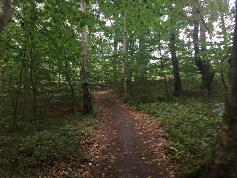 Bei Mönkebude im Wald - Trail - Oder-Neiße-Radweg.