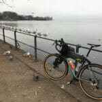 Bodenseeradweg Umrundung - Bregenz 2021 - Möwen in Reih und Glied.