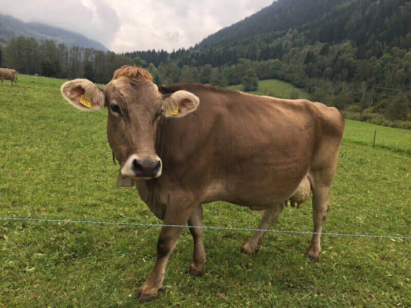 Sehr gute Kuh bei Audan in der Schweiz. Radtour.