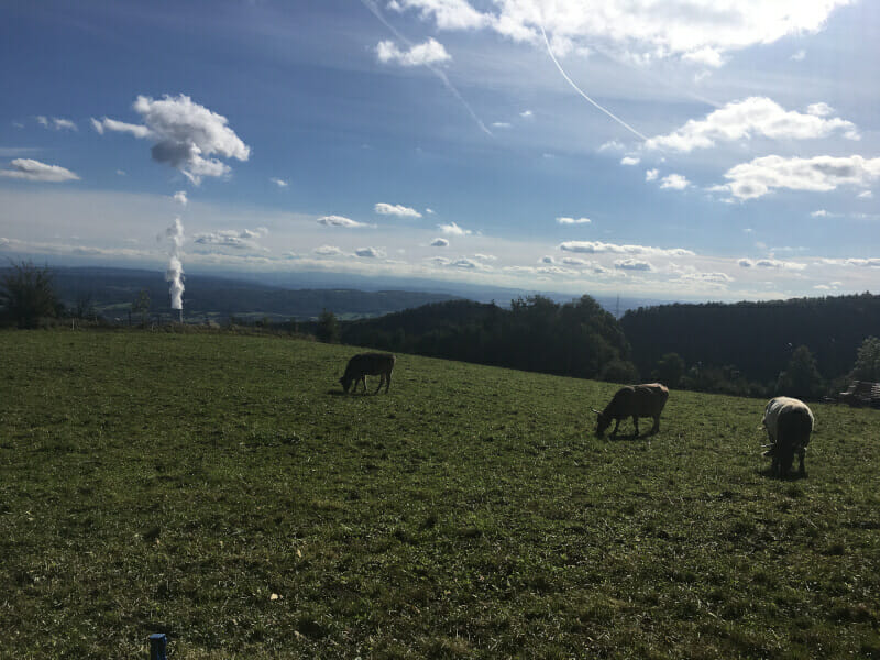 Schaffmatt - Blick auf das Kernkraftwerk Gösgen-Däniken mit Kühen im Vordergrund. Nord-Süd-Route in der Schweiz.