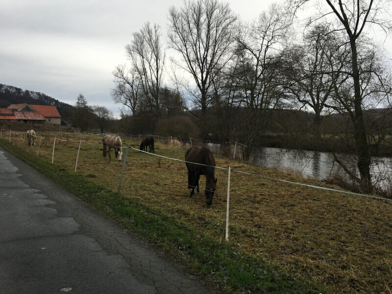 Pferde in Liebenau am Diemelradweg.