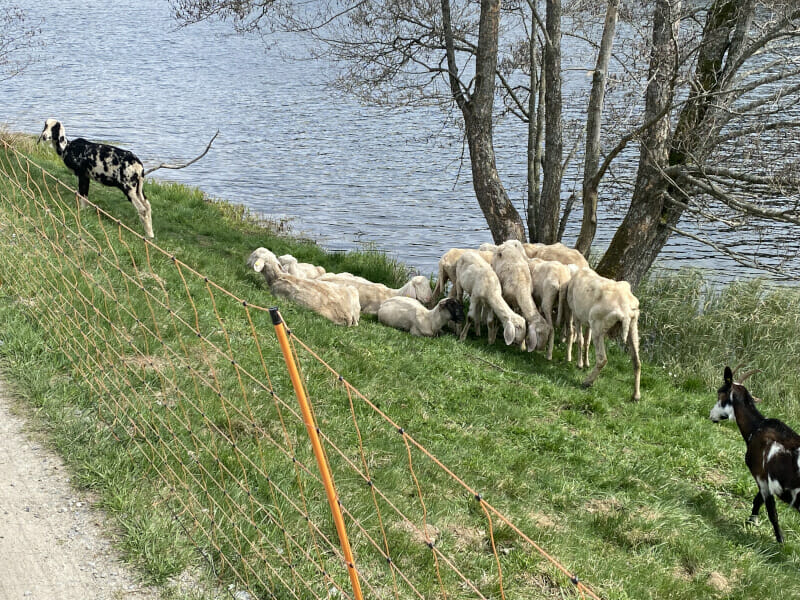 Schafe und Ziegen am Regener See hinter Regen am Regentalradweg.