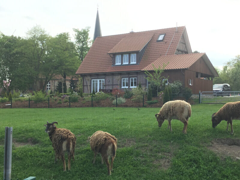 Hollenstedt - Schafe und Kirche am Hamburg-Bremen-Radweg.